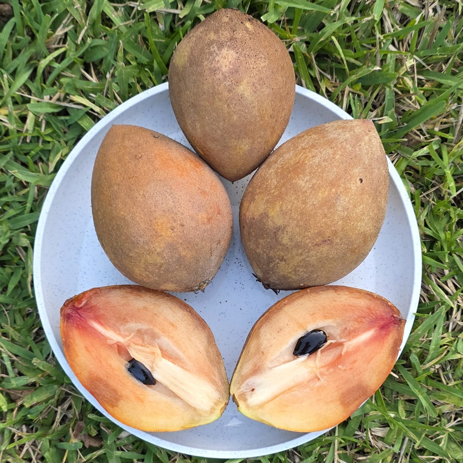 Fruit Variety Picture